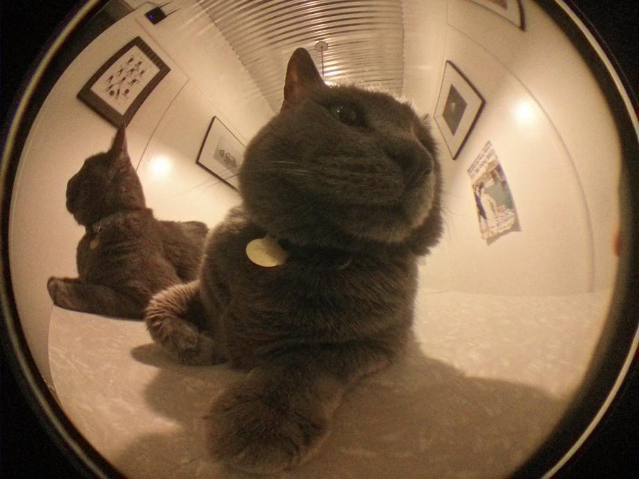 Fisheye photo of cats