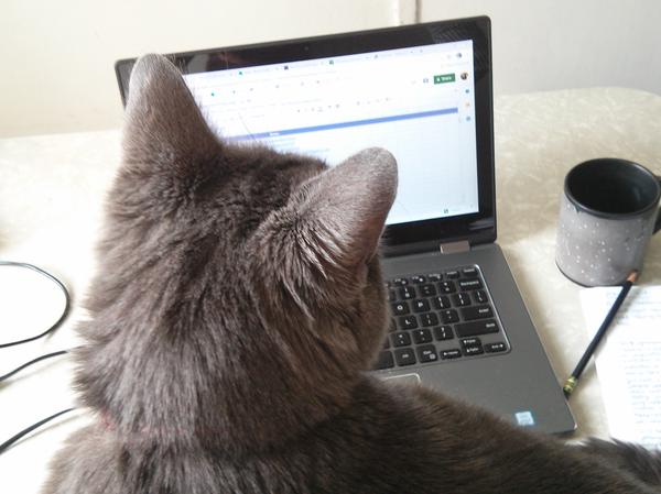 Cat and laptop